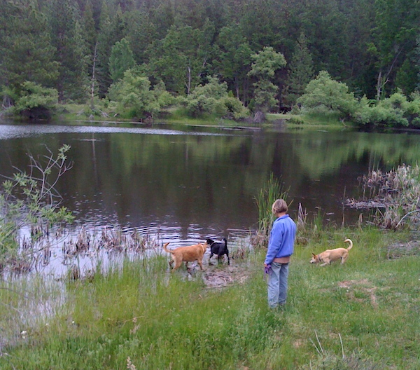 3 Dogs